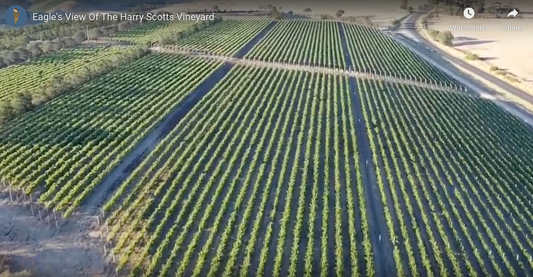 Our First Drone Flight Over The Harry Scotts Vineyard.